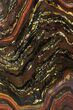 Polished Tiger Iron Stromatolite - ( Billion Years) #95892-1